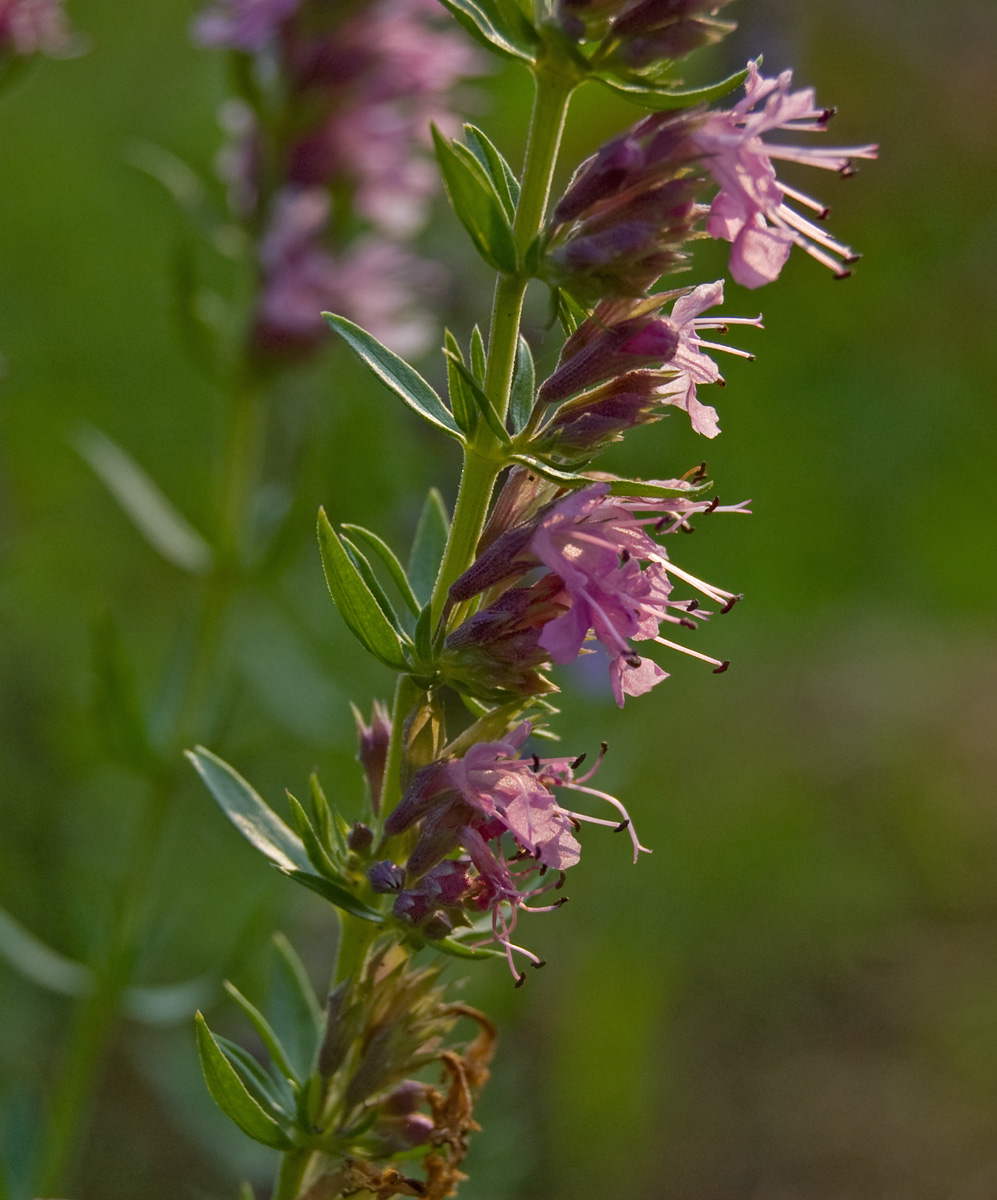 Изображение особи Hyssopus officinalis.