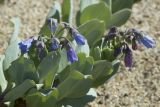 Mertensia maritima. Верхушки цветущих побегов. Сахалинская обл., Охинский р-н, залив Вторая бухта (озеро Хангуза), песчаный береговой вал. 17.07.2017.