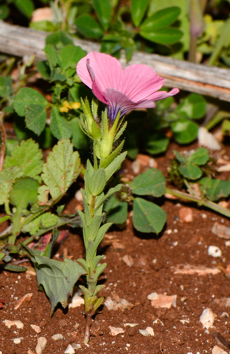 Изображение особи Linum pubescens.