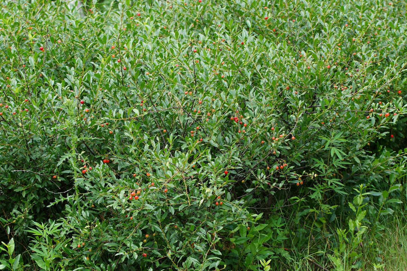 Изображение растения Cerasus fruticosa.