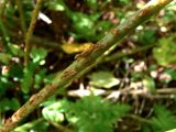 Dryopteris assimilis. Часть рахиса вайи. Свердловская обл., Североуральский городской округ, окр. пос. Крутой Лог, бывшая дер. Высотинка, смешанный лес, берег р. Вагран. 29.07.2017.