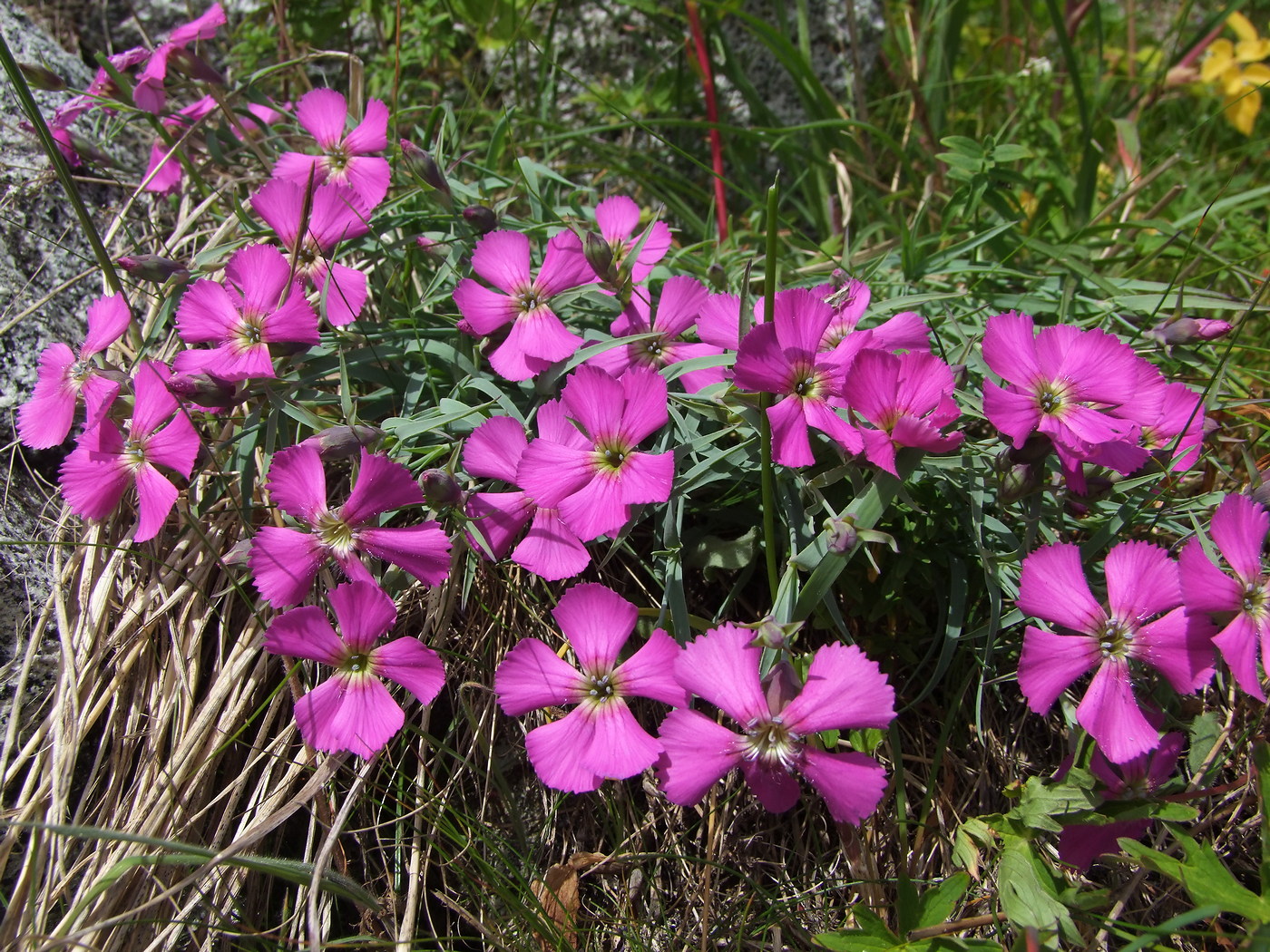 Изображение особи Dianthus repens.