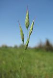 genus Bromus. Соцветие. Дагестан, окр. г. Избербаш, засолённый луг. 13.05.2018.