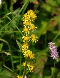 Solidago virgaurea. Общее соцветие. Красноярский край, Ермаковский р-н, природный парк \"Ергаки\", берег оз. Светлое, ≈ 1500 м н.у.м., субальпийский луг. 14.07.2018.