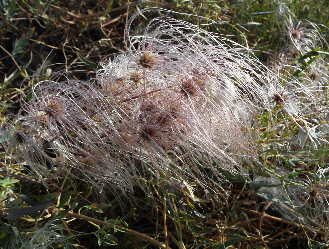 Image of Clematis orientalis specimen.