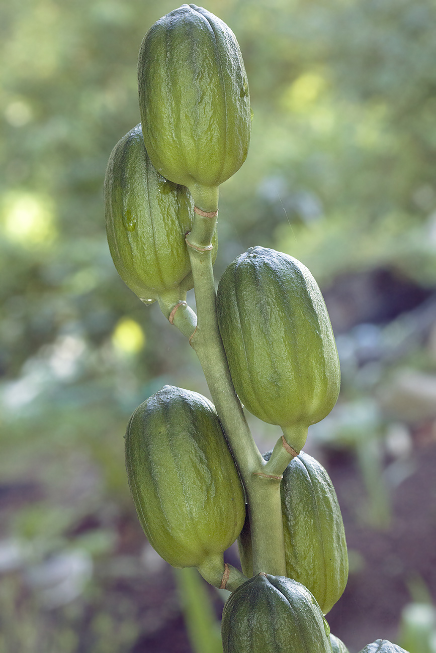 Изображение особи Cardiocrinum cordatum.