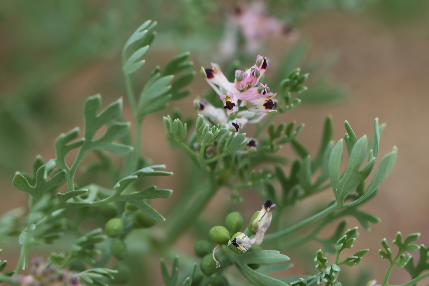 Изображение особи Fumaria parviflora.