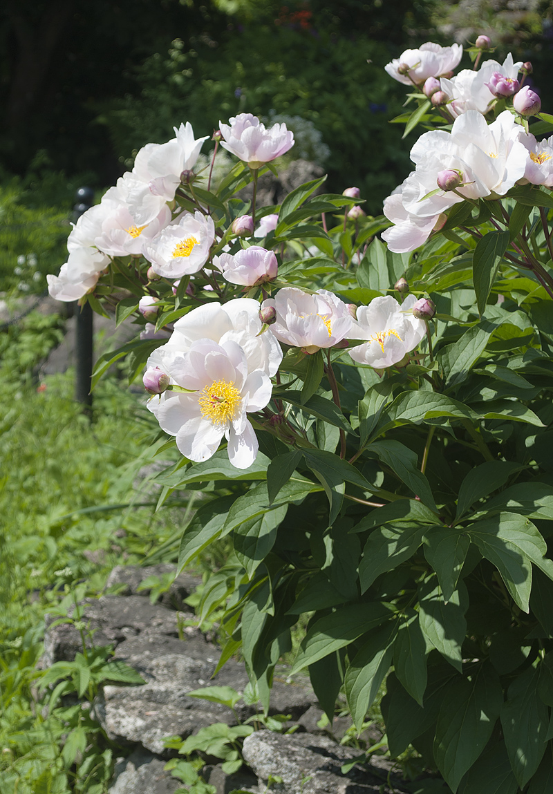 Image of Paeonia lactiflora specimen.