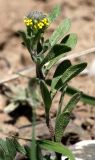 Alyssum simplex