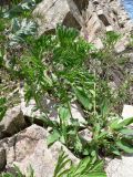 Solenanthus circinnatus. Цветущее растение. Таджикистан, Гиссарский хребет, бас. р. Варзоб, ущелье р. Кондара. 21 апреля 2011 г.