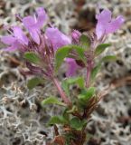 Thymus paucifolius