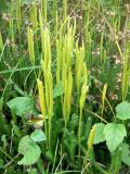 Lycopodium clavatum