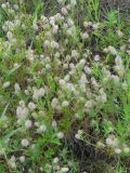 Trifolium arvense