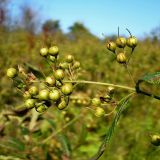 Lysimachia vulgaris. Созревающие плоды. Чувашия, окрестности г. Шумерля, пойма р. Сура, Щучья лужа. 21 сентября 2008 г.