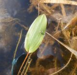 genus Potamogeton. Лист. Тверская обл., Торжокский р-н, пос. Раёк, усадьба Знаменское-Раёк, Палатный пруд. 29 августа 2021 г.