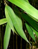 Phyllostachys sulphurea