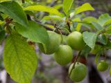 Prunus cerasifera. Часть веточки незрелыми плодами. Греция, Эгейское море, о. Сирос, местечко Св. Михалис (Αη Μιχάλης) в горной сев. части острова. 25.04.2021.