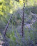 Veronica spicata. Соплодие прошлого года. Пермский край, Кунгурский р-н, окр. с. Каширино, долина р. Сылва, вершина скалистого выступа. 06.06.2021.