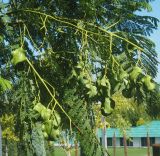 Jacaranda mimosifolia. Побеги с соплодиями. Краснодарский край, г. Краснодар, парк \"Краснодар\". 17.09.2022.