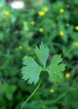 Ranunculus auricomus