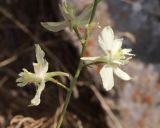 Delphinium semibarbatum