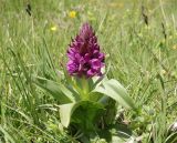 Dactylorhiza euxina. Цветущее растение. Дагестан, Докузпаринский р-н, окр. с. Куруш, влажный луг. 27 июня 2023 г.