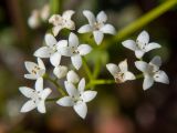 Galium palustre