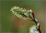 род Salix. Соцветие и листовые почки на верхушке побега. Московская обл., Раменский р-н, окр. ж.-д. платформы Хрипань, залежь. 21.04.2010.