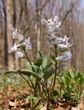 Corydalis repens. Цветущее растение. Южное Приморье, Чёрные горы, заповедник \"Кедровая падь\". 15.04.2008.