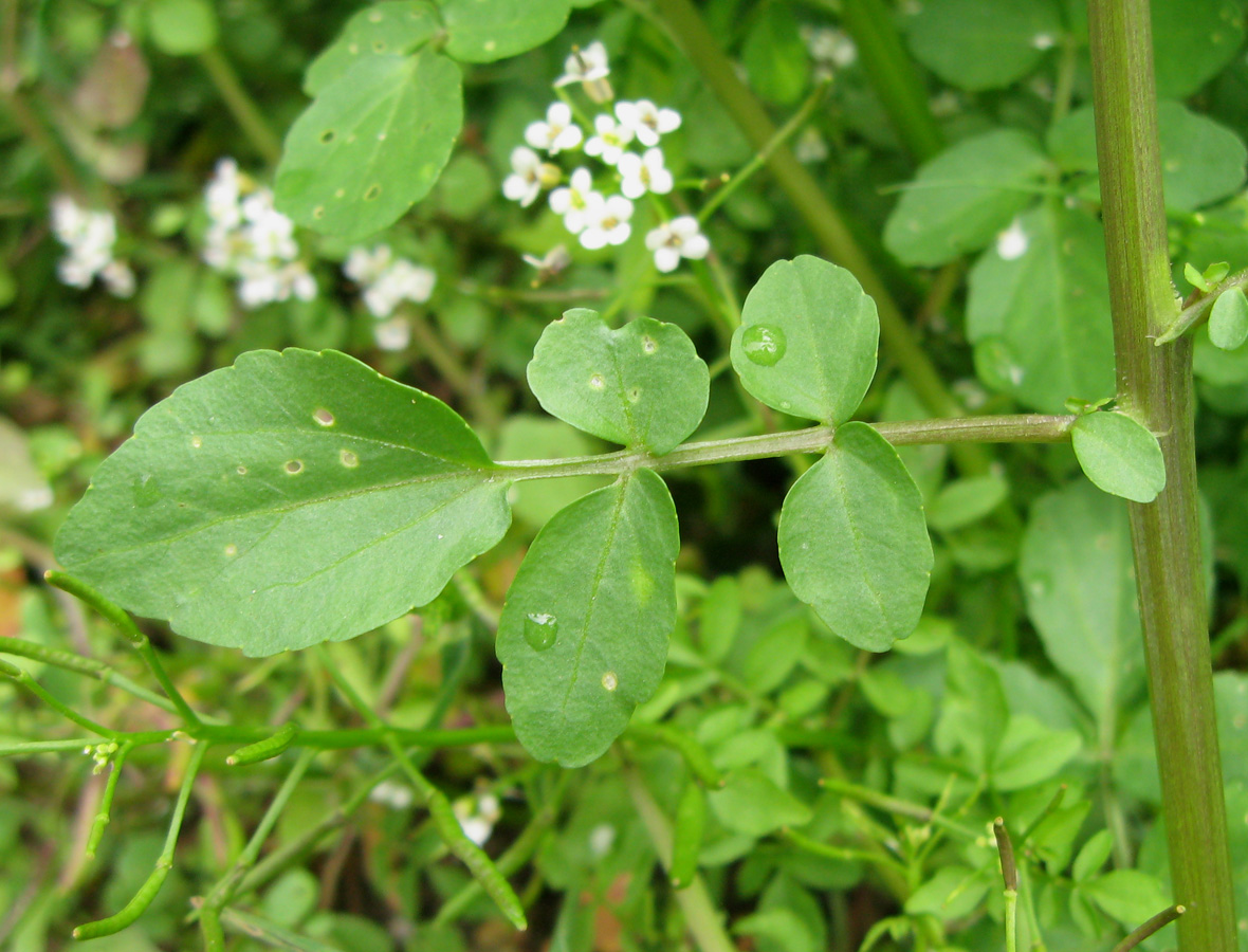 Изображение особи Nasturtium officinale.