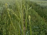 Crepis tectorum