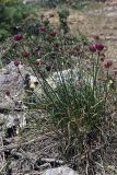 Allium inconspicuum. Цветущее растение. Южный Казахстан, хр. Боролдайтау, гора Нурбай. 23.04.2012.