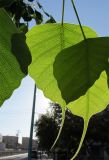 Ficus religiosa. Изнаночная сторона листа на просвет. Израиль, г. Беэр-Шева, городское озеленение. 26.05.2013.