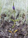 Veronica spicata. Цветущее растение. Новосибирская обл., Карасукский р-н, с. Благодатное, окр. бол. Плотава. 06.07.2013.