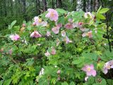 Rosa acicularis