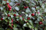 Cotoneaster divaricatus. Ветки с плодами. Германия, г. Duisburg, Ботанический сад. 20.09.2013.