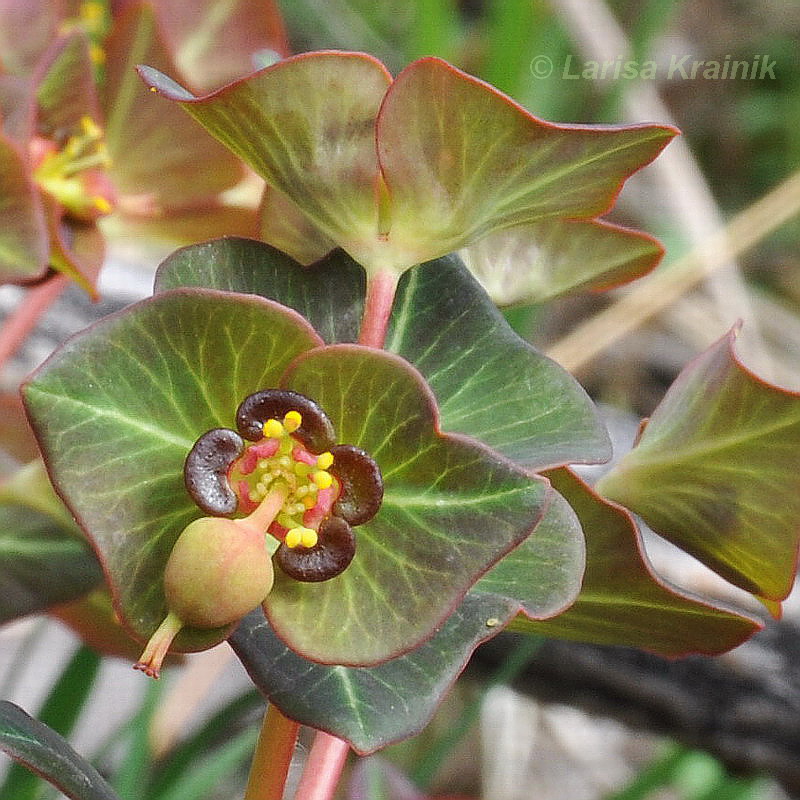 Изображение особи Euphorbia komaroviana.