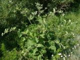 Arctium tomentosum