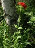 Lychnis chalcedonica