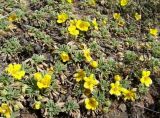 Potentilla acaulis