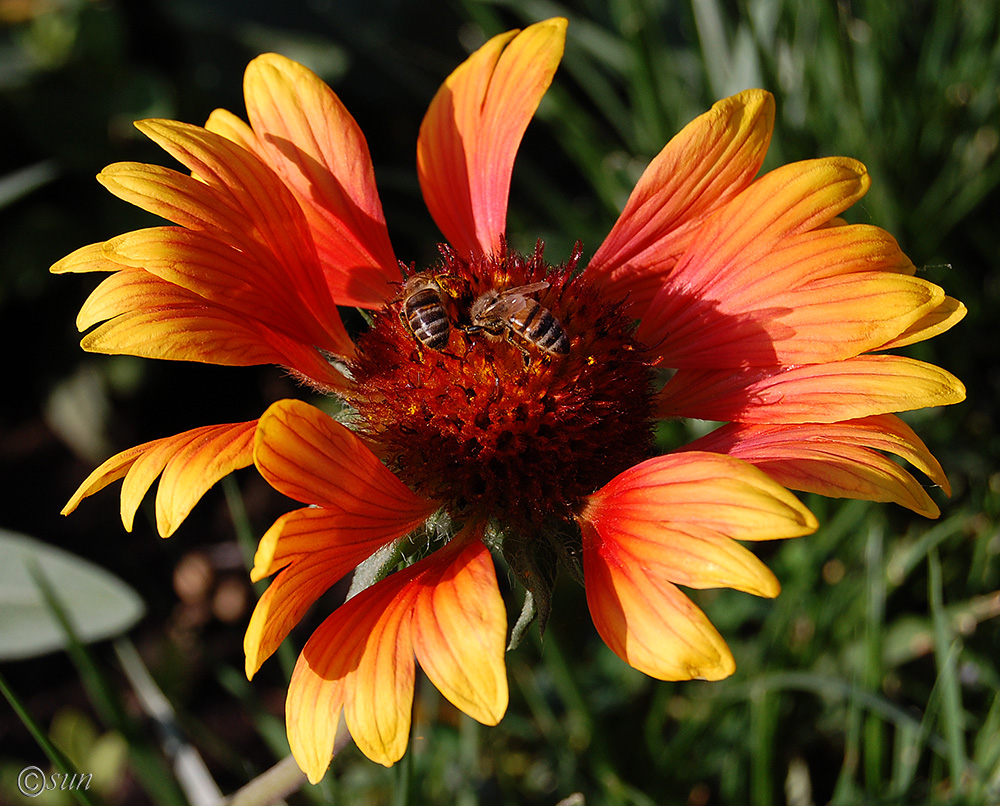 Изображение особи Gaillardia aristata.