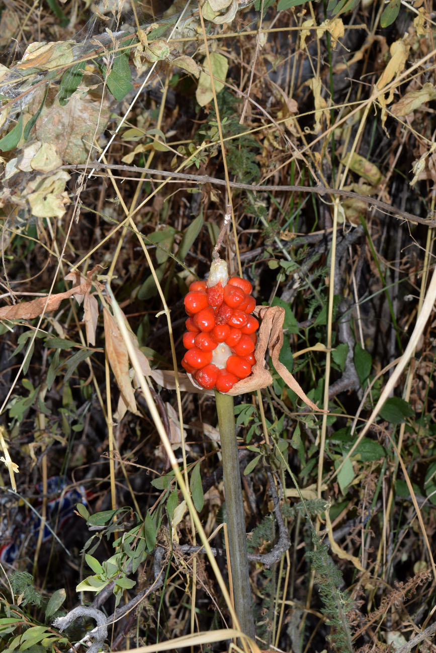 Изображение особи Arum korolkowii.