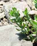 Cruciata pedemontana