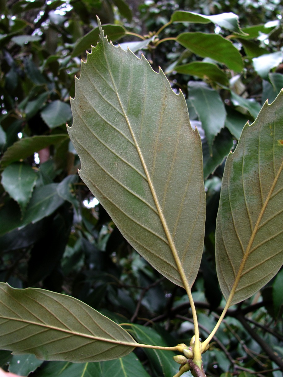 Изображение особи Quercus glauca.