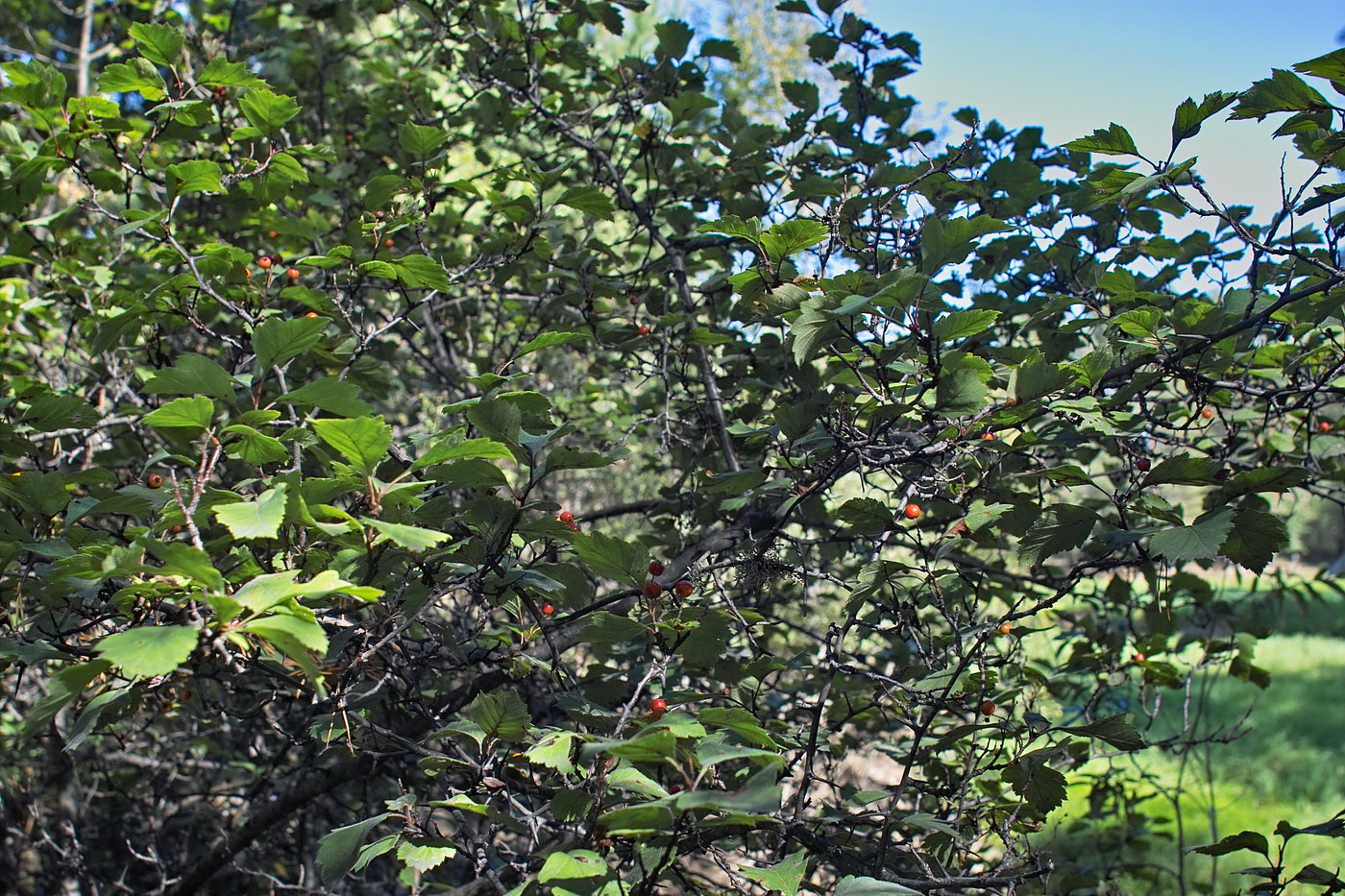 Изображение особи Crataegus sanguinea.