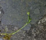 Sagina procumbens