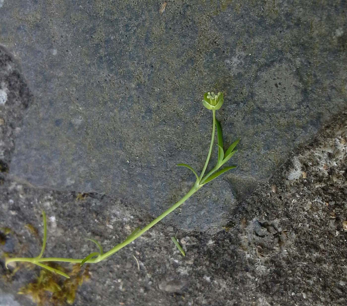 Image of Sagina procumbens specimen.