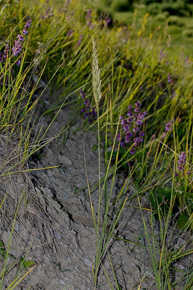 Изображение особи Calamagrostis epigeios.