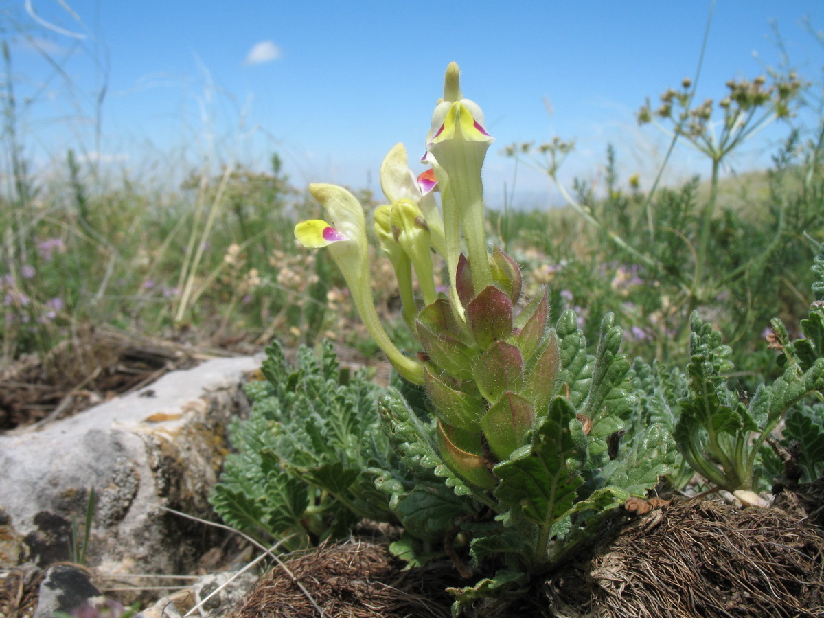 Изображение особи Scutellaria subcaespitosa.