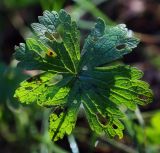 род Geranium